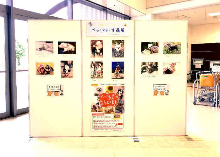 証明写真 写真プリントのコイデカメラ 八王子イトーヨーカドー店 証明写真 写真プリントはコイデカメラ 証明写真 写真プリントのコイデカメラ 八王子イトーヨーカドー店 証明写真 写真プリントはコイデカメラ